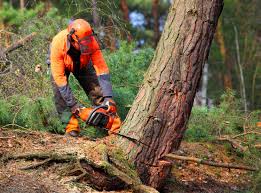 Best Tree Disease Treatment  in Laurel Hill, VA