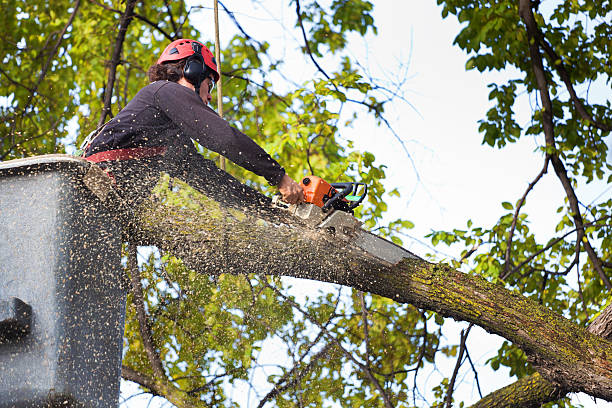 Best Tree Removal  in Laurel Hill, VA