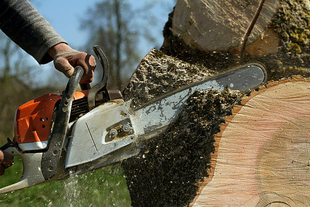 Why Choose Our Tree Removal Services in Laurel Hill, VA?